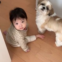 コロくんと赤ちゃんのシンクロ6