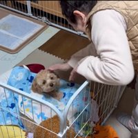 犬の頭を撫でる