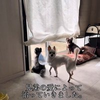 こはく君とここまるちゃんの家族愛⑩