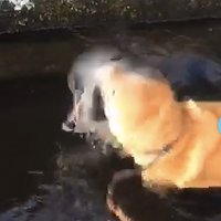 びっくりする犬