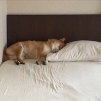 枕