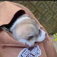 ひとまず連れて帰ることに