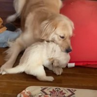 パピーを厳しくしつけるマチルダちゃん