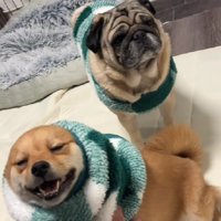 「絶対に吠えないように」