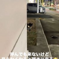 飼い主さんが隠れた時のめかぶ君5