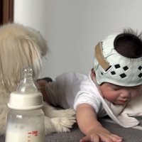 起き上がるしっぽちゃん