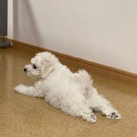 寝そべるむぎ君