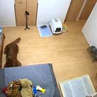 よもぎちゃんはソファの下をチェック