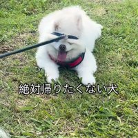 「絶対に動きません！」