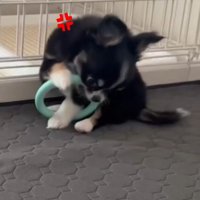 おもちゃをガブガブッ