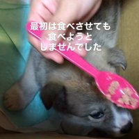 サスケくんの変化2