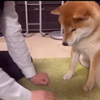 名前をどうしよう…？
