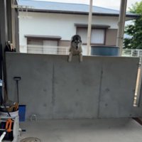庭の塀の上から飼い主を見つめる黒い犬