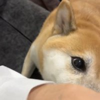 何度も繰り返す福くん