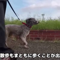 お散歩も経験がない…
