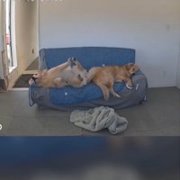 寝ている2匹の犬2