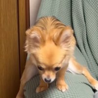 ソファーのひじ掛けにまたがる小型犬