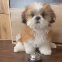 ベル