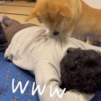 背中に乗って服を噛む犬