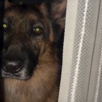 見つめる犬