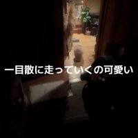 部屋の奥へ走っていくるるちゃん
