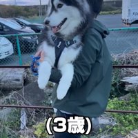 男性に抱っこされて周囲を見まわす大型犬