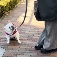 リードを持つ人を見つめる犬