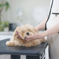 カット台に乗せられて伏せる犬