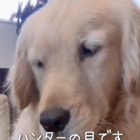 とうもろこしに一点集中…