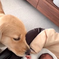 リリーちゃんと弟くんの初対面7