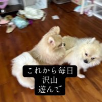 本当の兄弟のよう