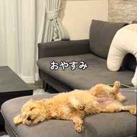 たわし君のナイトルーティン⑩