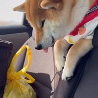 眠たそうなむぎさん
