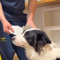 男性の方を見ないように顔を背ける犬