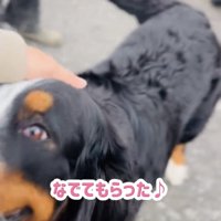 なでられて嬉しそうな犬