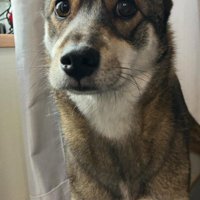 あまりにも人間らしい