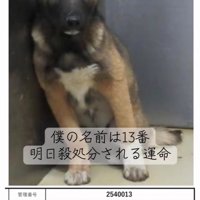 檻に収容される子犬