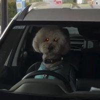 ハンドル前で見つめる犬