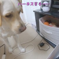 しょんぼり…