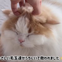 ナデナデにうっとり