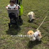 カートに乗る赤ちゃんと小型犬