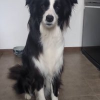 飼い主を見つめる中型犬