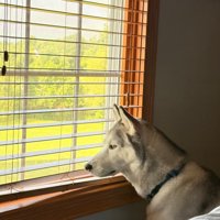 飼い主さんのそばで自宅警備中