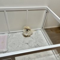 ちまっ
