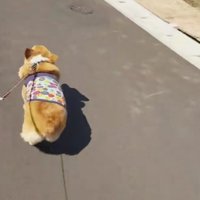 お散歩中に猛ダッシュ