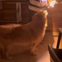 懐中電灯を見つめる犬