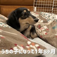 ミニチュアダックスフンドのルークちゃん