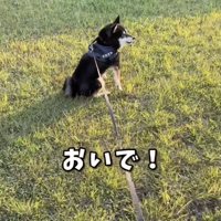 パパを完全無視