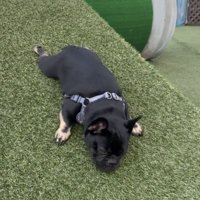 あごをつけて滑る犬