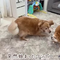 突然始まるワンプロ